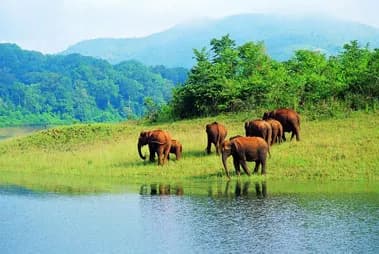 Thekkady-Wildlife